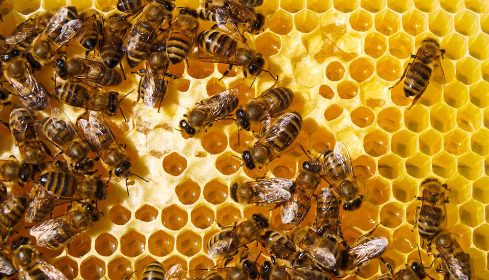 Bee colony collapse