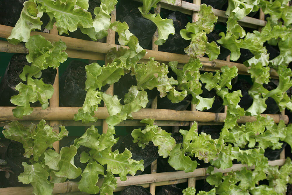 vertical farms