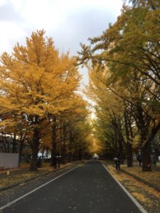 Hokkaido Gingko Trees