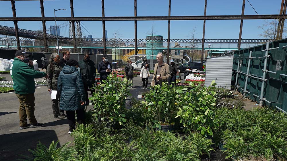 plants donated to NY boroughs