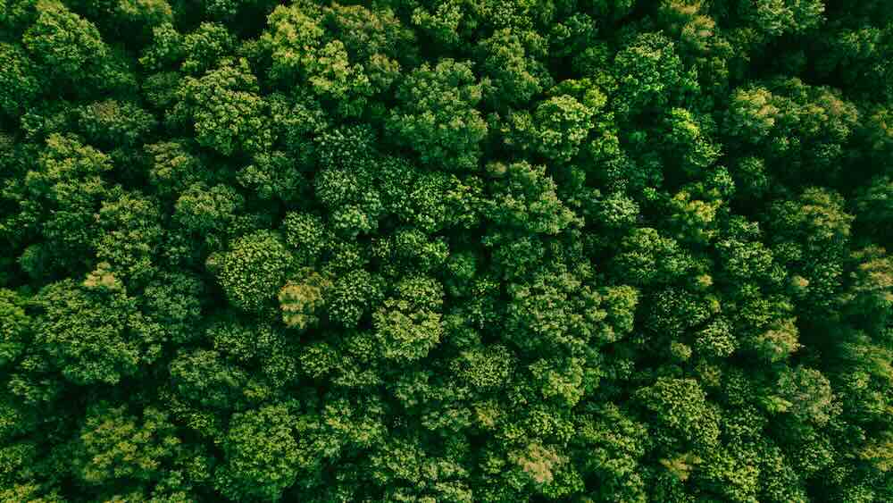 More than four million trees have been planted in Africa, South America, and Italy, thanks to the Treedom app.